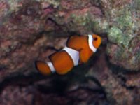 Clownfish 4-24-05.JPG