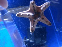 Starfish 001.jpg