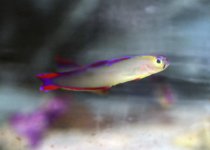 purplefirefish2.jpg